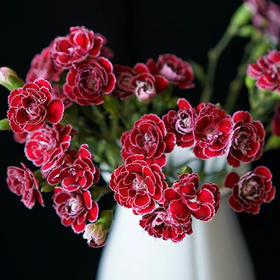 【紫蝴蝶多头康乃馨】10支/份 长约55-60cm