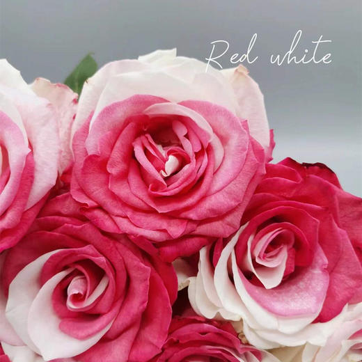 预售厄瓜多尔进口染色花材RedWhite红白炙热玫瑰花10支 商品图4