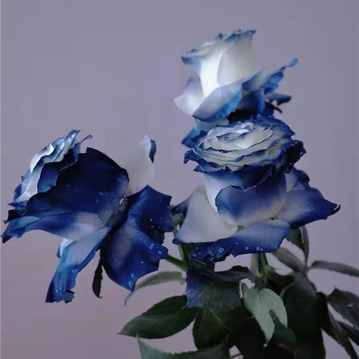 厄瓜多尔染色玫瑰milkyway银河10支 商品图3