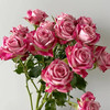 肯尼亚进口Flinders Lane弗林德巷多头玫瑰12支 商品缩略图3