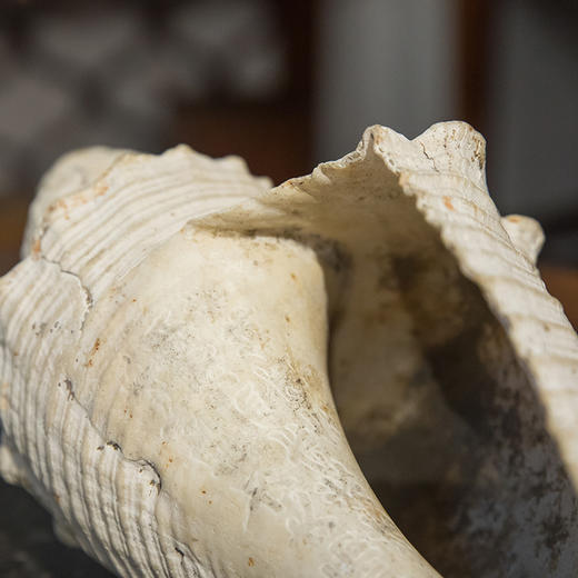 清 法螺 商品图2