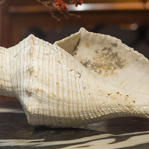 清 法螺 商品图1