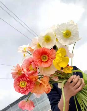 虞美人随机混色8支