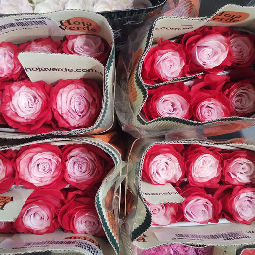 厄瓜多尔进口染色玫瑰花 cherry lips樱桃唇10支 商品图6