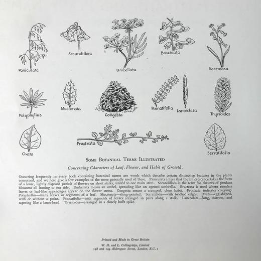 约20世纪早期 植物图鉴与名称（全2卷合订1册） 千余幅插图 精装16开 商品图5