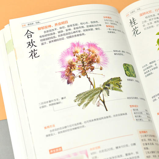 图解养生野菜速查全书 全新升级版 商品图1