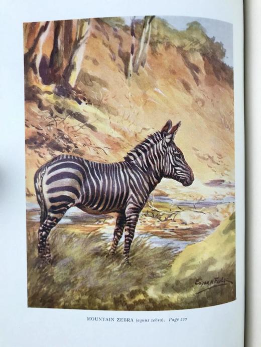 1929年 动物自然史 16幅彩色300余幅黑白插图 漆布精装大32开 商品图13