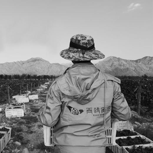 西鸽N28马尔贝克干红葡萄酒  整箱750ml*6 商品图4