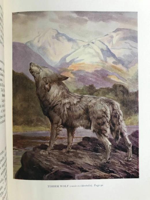 1929年 动物自然史 16幅彩色300余幅黑白插图 漆布精装大32开 商品图6