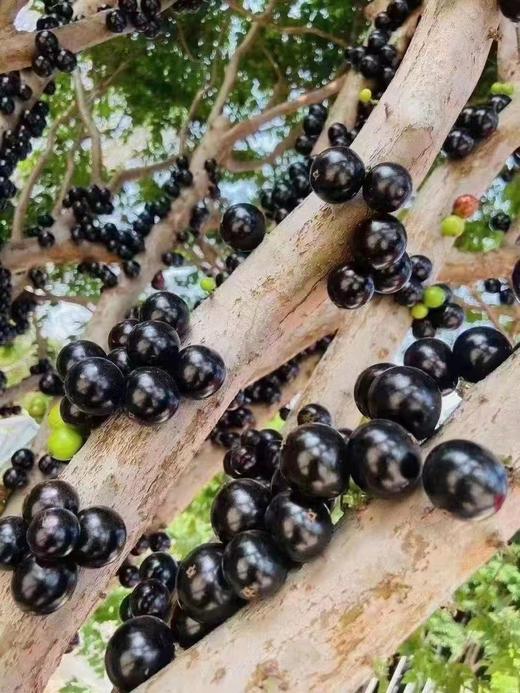 佳宝果一盒（拼团） 商品图3