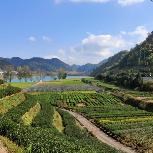 2024新茶【千岛农品】千岛湖明前龙井特级茶礼盒125g*2 商品图4