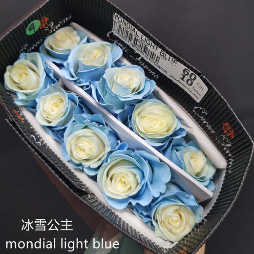 厄瓜多尔染色玫瑰mondial light blue冰雪公主10支 商品图2