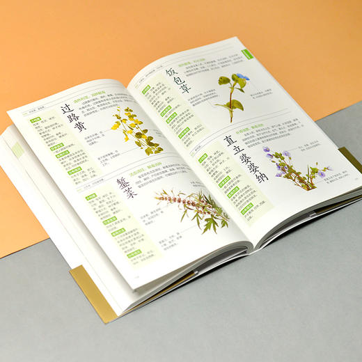 图解养生野菜速查全书 全新升级版 商品图2