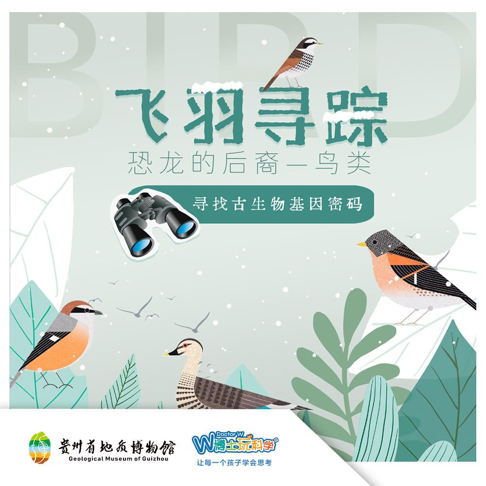 【贵地博户外科普】｜飞羽寻踪--观鸟课堂