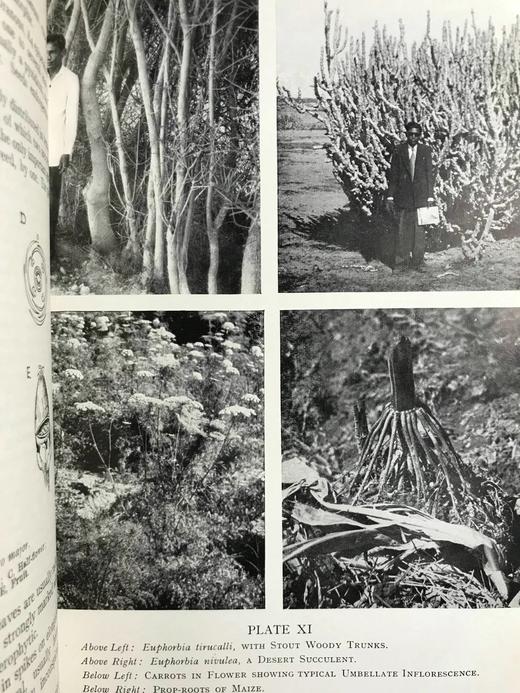 植物学教材 410幅插图 精装大32开 商品图7