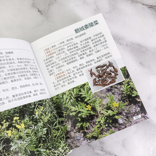 800种中草药图鉴 商品图5