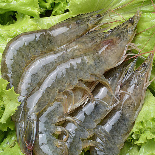 青岛大虾4050   09.20 商品图3