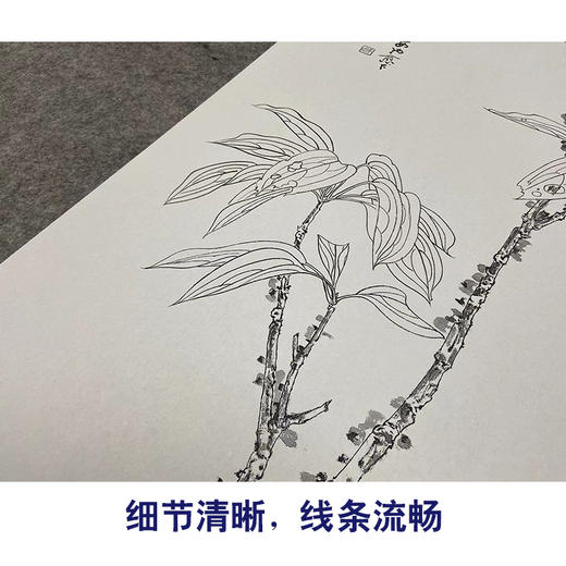 张大千竖幅工笔花鸟白描底稿《红叶青禽》临摹勾线高清打印稿QD29 商品图4