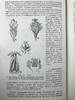 植物学教材 410幅插图 精装大32开 商品缩略图10