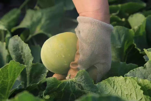 【国家地标水果】马连庄小甜瓜，一级产地，通过国家194项SGS农残检测，洗洗放心带皮吃，集香甜脆于一身，完美！ 商品图3