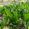 菠菜 
Spinach 商品缩略图0