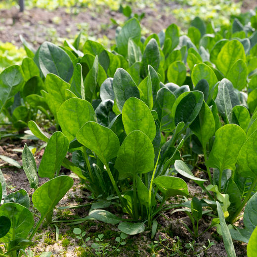 菠菜 
Spinach 商品图0