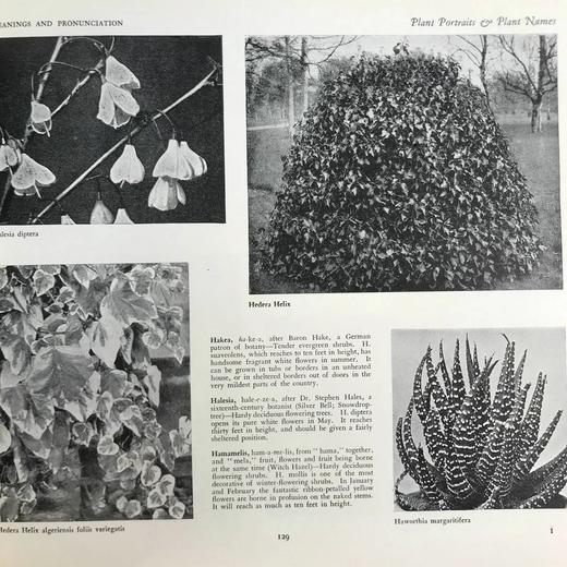 约20世纪早期 植物图鉴与名称（全2卷合订1册） 千余幅插图 精装16开 商品图10