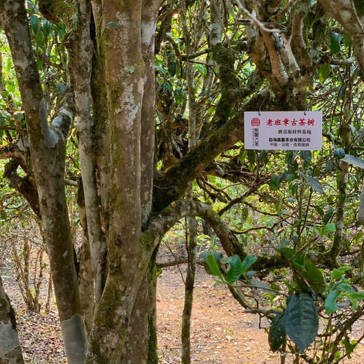 2022年春茶预售《老班章》云南勐海古树普洱茶生茶200克茶饼 商品图7