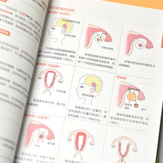 图解女性医学速查全书 全新升级版 商品图0