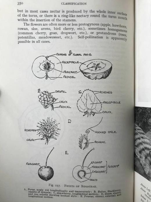 植物学教材 410幅插图 精装大32开 商品图9