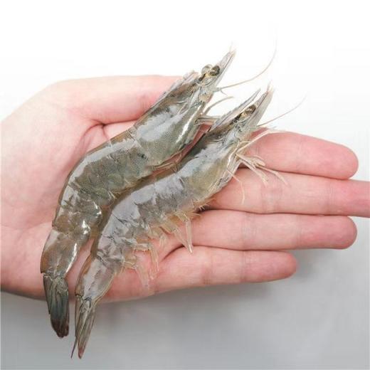 青岛大虾4050   09.20 商品图8