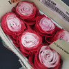 厄瓜多尔进口染色玫瑰花 cherry lips樱桃唇10支 商品缩略图5
