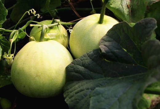 【国家地标水果】马连庄小甜瓜，一级产地，通过国家194项SGS农残检测，洗洗放心带皮吃，集香甜脆于一身，完美！ 商品图5