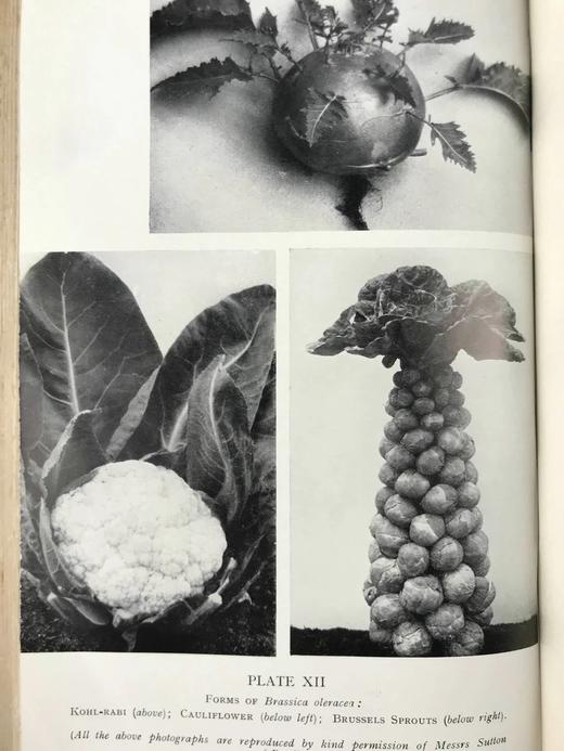 植物学教材 410幅插图 精装大32开 商品图6