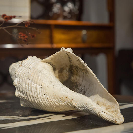 清 法螺 商品图4