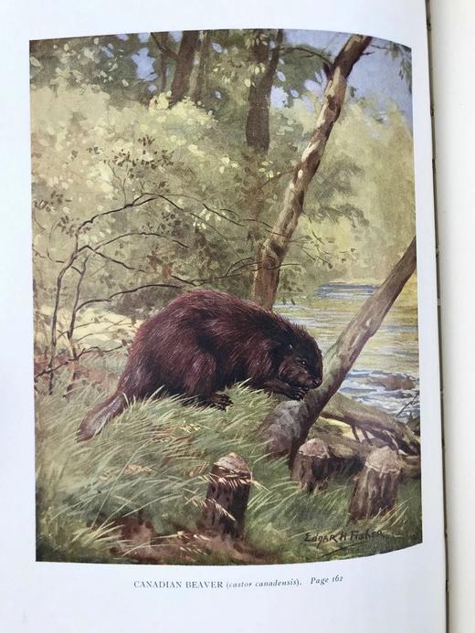 1929年 动物自然史 16幅彩色300余幅黑白插图 漆布精装大32开 商品图10