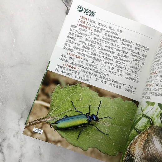 800种中草药图鉴 商品图8