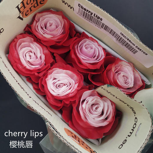 厄瓜多尔进口染色玫瑰花 cherry lips樱桃唇10支 商品图7