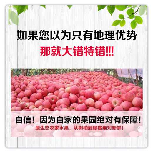 【长房物业×喵山果】刘家峡富士苹果（9斤） 商品图1