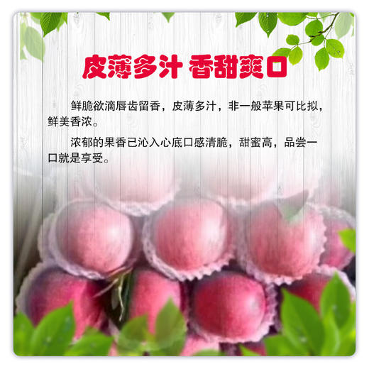 【长房物业×喵山果】刘家峡富士苹果（9斤） 商品图3