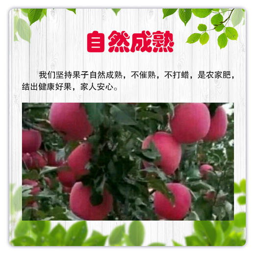 【长房物业×喵山果】刘家峡富士苹果（9斤） 商品图4