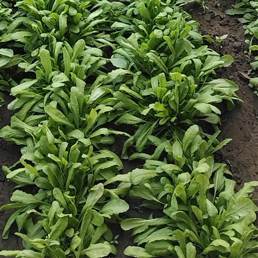生态蔬菜荠菜200g 京津冀满百包邮 商品图3