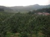 自然农耕酵素芋头，土豆，白菜、萝卜、红薯、南瓜  // 顾元军生态农场 商品缩略图9