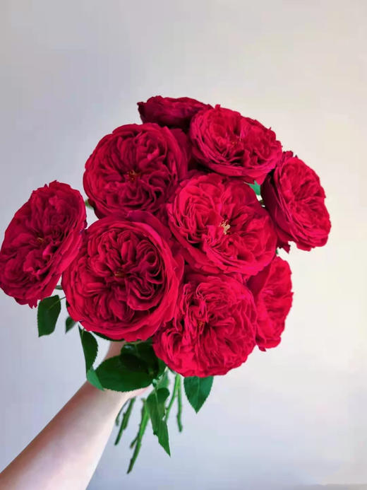 肯尼亚奥斯汀玫瑰Tess苔丝12支 商品图8