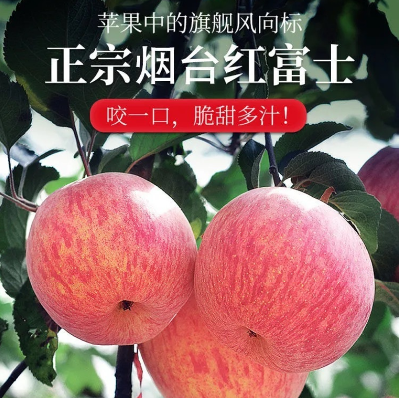甄源|特惠|山东烟台红富士苹果3斤5斤9斤中果/大果/特大果