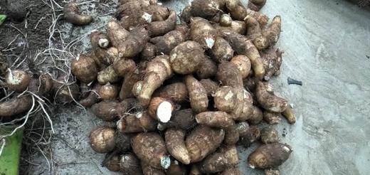 自然农耕酵素芋头，土豆，南瓜   顾元军生态农场 商品图6