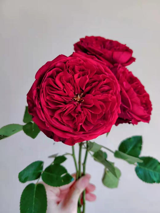 肯尼亚奥斯汀玫瑰Tess苔丝12支 商品图5