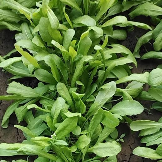 生态蔬菜荠菜200g 京津冀满百包邮 商品图1