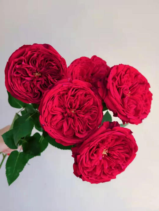 肯尼亚奥斯汀玫瑰Tess苔丝12支 商品图4