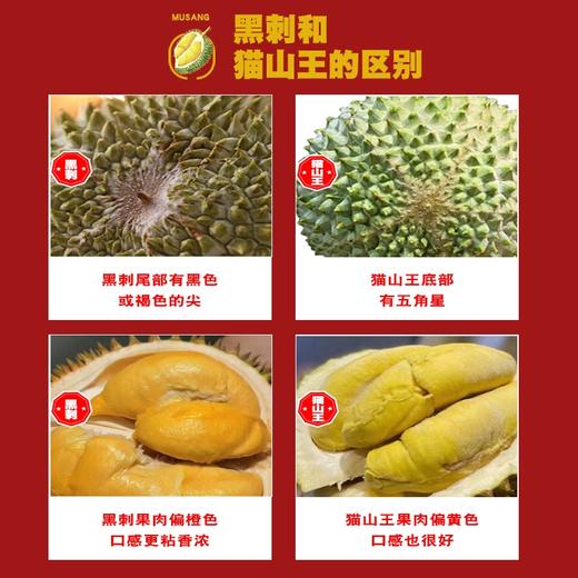 马来西亚 正宗黑刺猫山王榴莲D200 商品图2